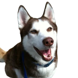 Nez's avatar